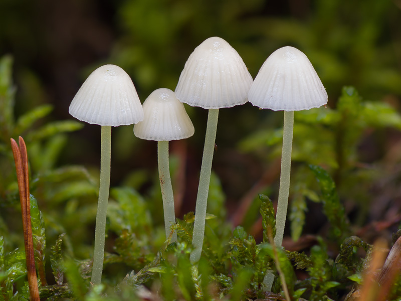 Mycena epipterygia